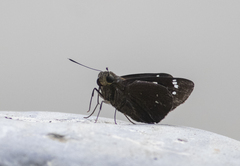 Notocrypta curvifascia