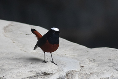 Phoenicurus leucocephalus