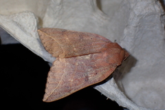 Thyas juno