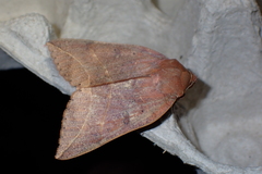 Thyas juno