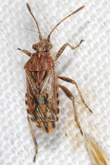 Stictopleurus crassicornis