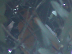 Icterus bullockii