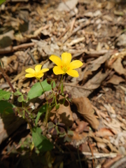 Oxalis colorea