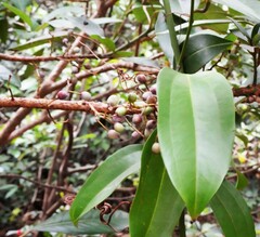 Smilax lanceifolia