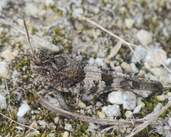 Oedipoda caerulescens