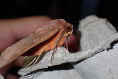Thyas juno