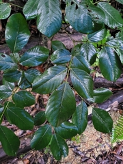 Lonchocarpus