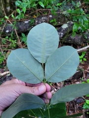 Lonchocarpus