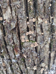 Aleurodiscus oakesii