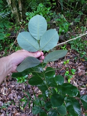 Lonchocarpus