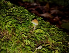 Psilocybe caerulipes