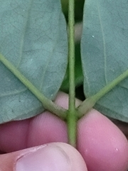Lonchocarpus