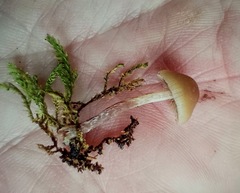 Psilocybe caerulipes
