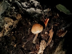 Psilocybe caerulipes