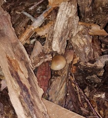 Psilocybe caerulipes