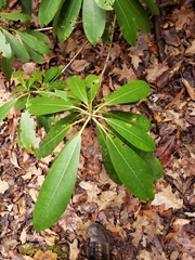 Rhododendron