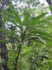 Plumeria alba