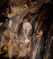 Psilocybe caerulipes