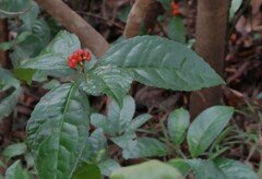 Sarcandra glabra