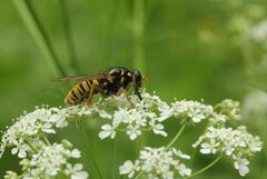 Temnostoma vespiforme
