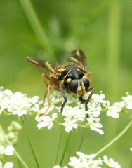 Temnostoma vespiforme