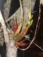 Dendrobium crumenatum