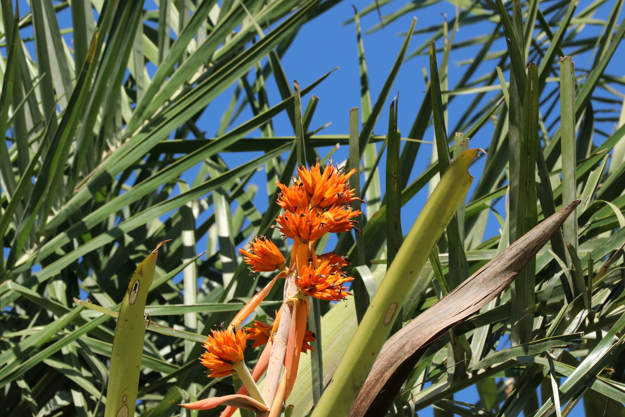 Aechmea aquilega
