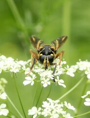 Temnostoma vespiforme