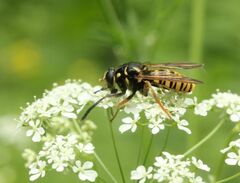 Temnostoma vespiforme