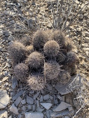 Coryphantha echinus