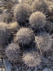 Coryphantha echinus