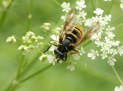 Temnostoma vespiforme