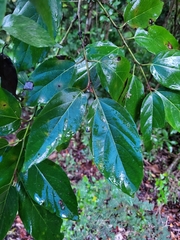 Colubrina arborescens