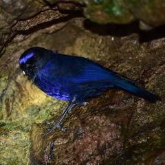 Myophonus horsfieldii