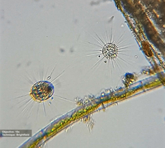 Heliozoa