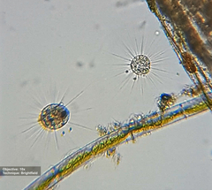 Heliozoa