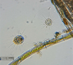 Heliozoa