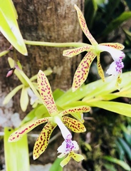 Epidendrum raniferum