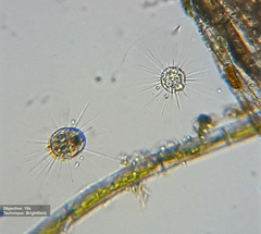 Heliozoa