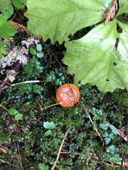 Lactarius luculentus