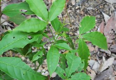Melicope pteleifolia