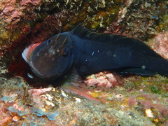 Ophioblennius atlanticus