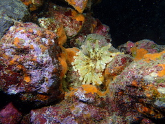 Telmatactis cricoides