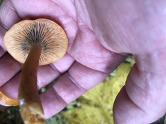 Lactarius luculentus
