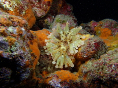 Telmatactis cricoides