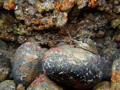Canthigaster capistrata