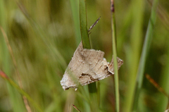 Aplocera praeformata