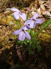 Viola pedata