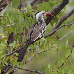 Tockus damarensis