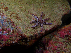 Coscinasterias tenuispina